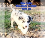 Small Photo #3 Border Collie Puppy For Sale in ELMENDORF, TX, USA
