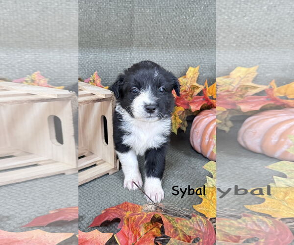 Medium Photo #2 Collie-Labrador Retriever Mix Puppy For Sale in Fort Worth, TX, USA