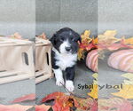 Small #1 Collie-Labrador Retriever Mix