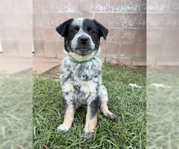 Medium Photo #2 Mutt Puppy For Sale in Riverside, CA, USA