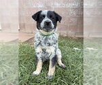 Small #1 Mutt