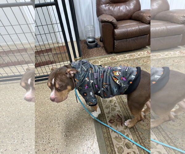 Medium Photo #5 American Pit Bull Terrier-American Staffordshire Terrier Mix Puppy For Sale in Lockport, NY, USA