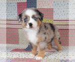 Small #8 Miniature Australian Shepherd