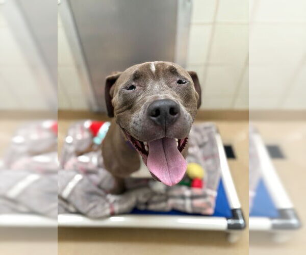 Medium Photo #2 American Pit Bull Terrier Puppy For Sale in Derwood, MD, USA
