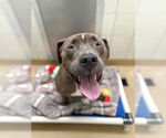 Small #1 American Pit Bull Terrier