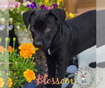 Small #9 Staffordshire Bull Terrier Mix