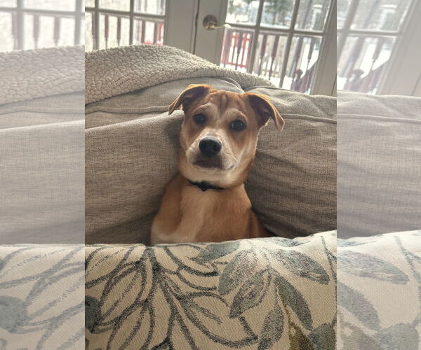 Medium Photo #9 Beagle-Unknown Mix Puppy For Sale in Arlington, VA, USA