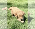 Small #3 Golden Retriever