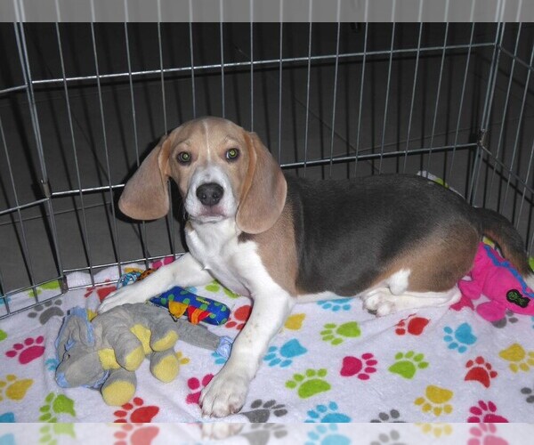 Medium Photo #3 Beagle Puppy For Sale in ORO VALLEY, AZ, USA