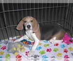 Small #2 Beagle
