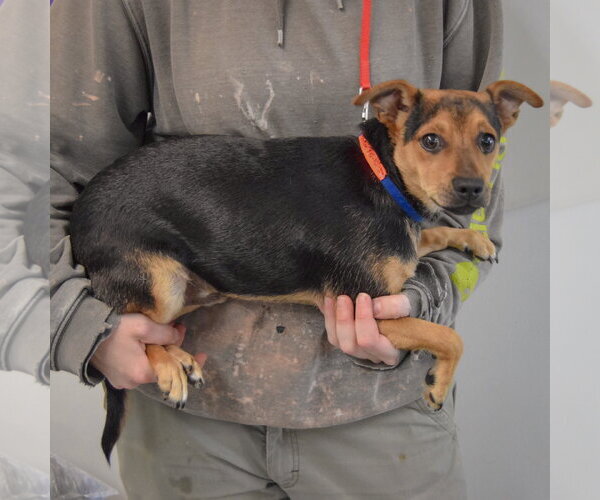 Medium Photo #2 Chipin Puppy For Sale in Huntley, IL, USA