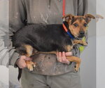 Small Photo #2 Chipin Puppy For Sale in Huntley, IL, USA