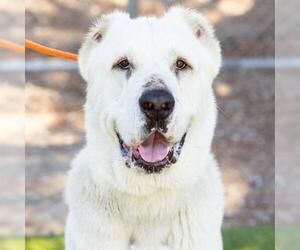 Great Pyrenees Dogs for adoption in Camarillo, CA, USA