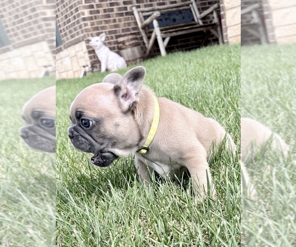Medium Photo #3 French Bulldog Puppy For Sale in CANYON, TX, USA