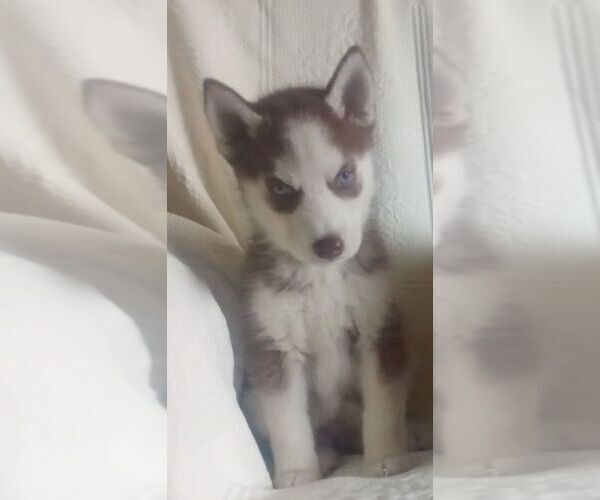 Medium Photo #3 Siberian Husky Puppy For Sale in NEOSHO, MO, USA