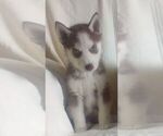 Small Photo #3 Siberian Husky Puppy For Sale in NEOSHO, MO, USA
