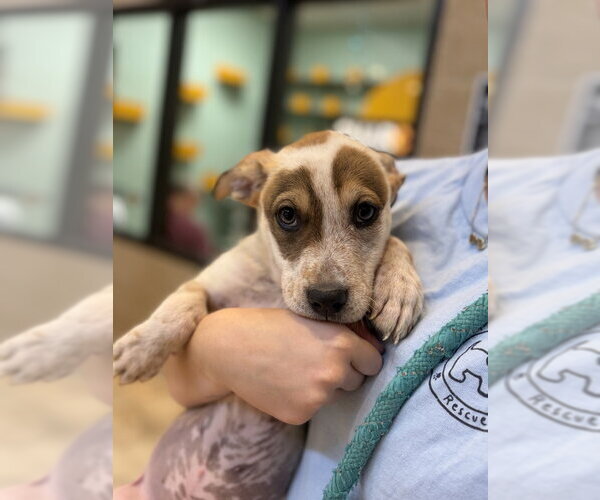 Medium Photo #2 Mutt Puppy For Sale in Jefferson, WI, USA