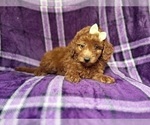 Small #8 Goldendoodle (Miniature)