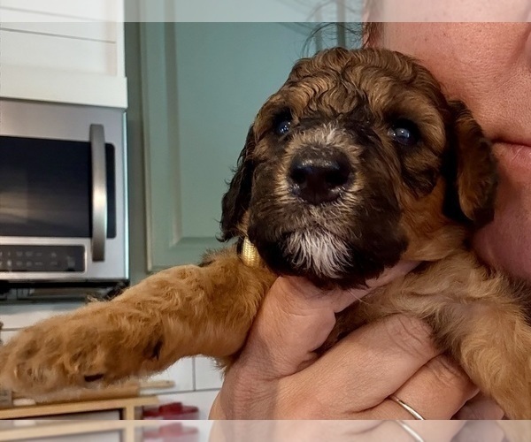 Medium Photo #35 Bernedoodle Puppy For Sale in MOULTON, AL, USA