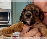 Small Photo #35 Bernedoodle Puppy For Sale in MOULTON, AL, USA