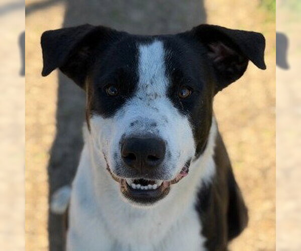 Medium Photo #1 Border Collie-Unknown Mix Puppy For Sale in Canton, CT, USA
