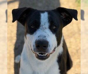 Border Collie-Unknown Mix Dogs for adoption in Canton, CT, USA