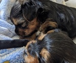 Small Photo #3 Yorkshire Terrier Puppy For Sale in EAST LAYTON, UT, USA