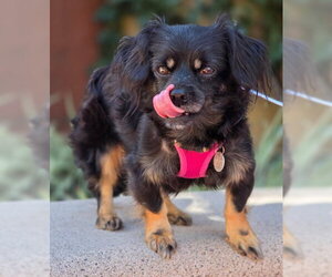 Moana - Female Cavalier King Charles Spaniel-Dachshund Mix Dog for Adoption - Photo #4