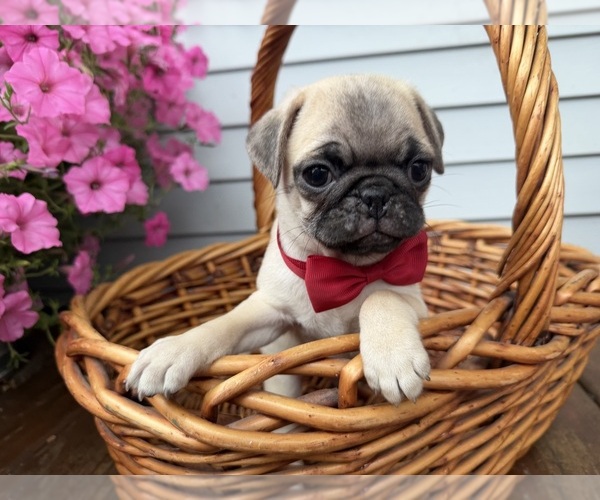 Medium Photo #3 Pug Puppy For Sale in ATHENS, WI, USA