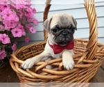 Small #2 Pug