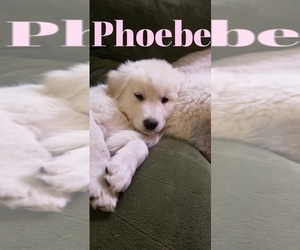 Golden Pyrenees-Great Pyrenees Mix Puppy for sale in RAVENNA, MI, USA