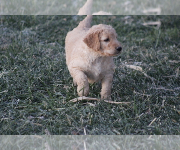 Medium Photo #7 Goldendoodle Puppy For Sale in MEMPHIS, MO, USA