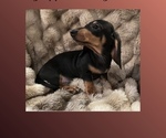 Small #4 Dachshund