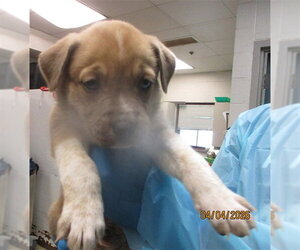 Mutt Dogs for adoption in Oklahoma City, OK, USA