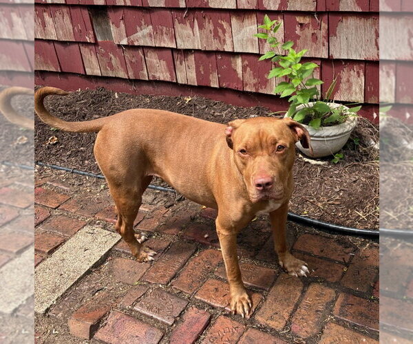 Medium Photo #2 Mutt Puppy For Sale in Wheaton, IL, USA