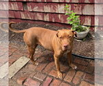 Small #1 Mutt
