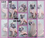 Small #6 Great Dane