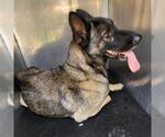 Small German Shepherd Dog