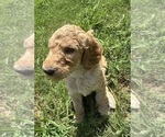 Small Photo #27 Goldendoodle Puppy For Sale in EDMOND, OK, USA