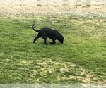 Small #7 Labrador Retriever