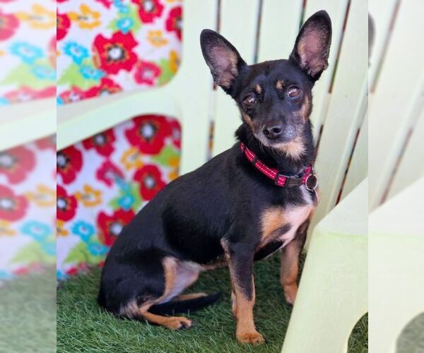 Medium Photo #4 Doxie-Pin Puppy For Sale in Chino Hills, CA, USA