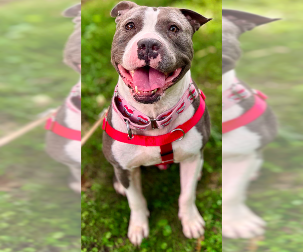 Medium Photo #2 American Staffordshire Terrier-Unknown Mix Puppy For Sale in Decatur, GA, USA