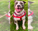 Small #1 American Staffordshire Terrier Mix