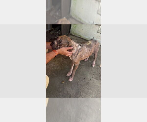 Medium Photo #1 Boxer Puppy For Sale in Austin, TX, USA