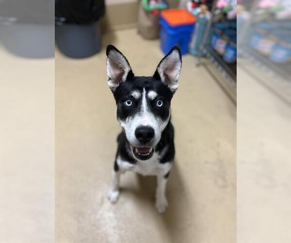 Medium Photo #1 Siberian Husky-Unknown Mix Puppy For Sale in Chula Vista, CA, USA