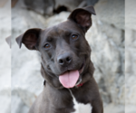 Small #18 American Pit Bull Terrier-Labrador Retriever Mix