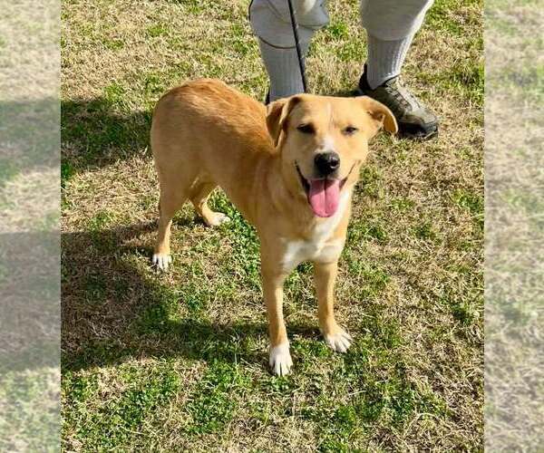 Medium Photo #3 Mutt Puppy For Sale in Abbeville, LA, USA