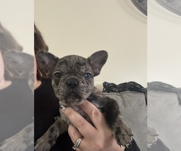 Medium Photo #6 French Bulldog Puppy For Sale in LITCHFIELD, OH, USA