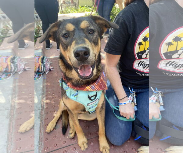 Medium Photo #1 Mutt Puppy For Sale in La Verne, CA, USA