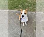Small Photo #4 American Staffordshire Terrier-Unknown Mix Puppy For Sale in Holly Springs, NC, USA